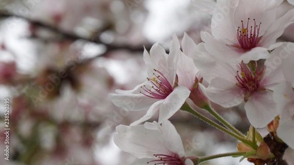 Obraz 桜
