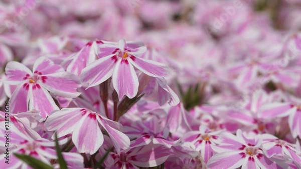 Obraz 羊山公園の芝桜：多摩の流れ
