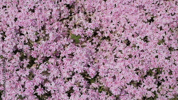 Obraz 羊山公園の芝桜：多摩の流れ