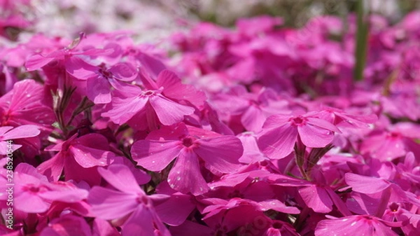 Obraz 羊山公園の芝桜：マックダニエルクッション