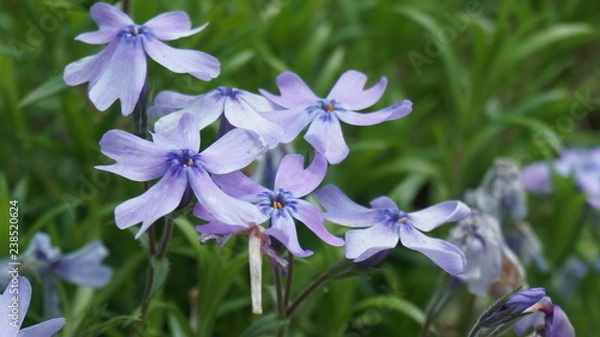Obraz 羊山公園の芝桜：オーキントンブルー