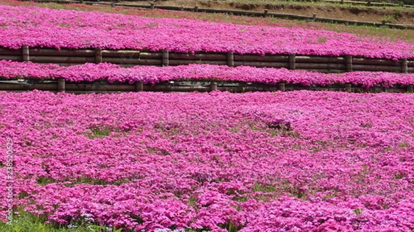 Obraz 羊山公園の芝桜：マックダニエルクッション