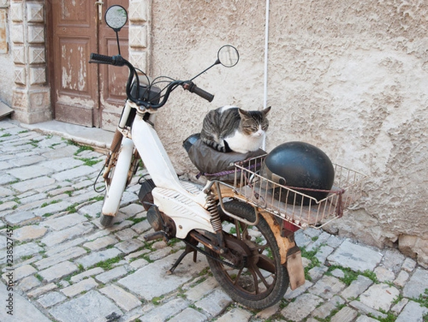 Obraz Кот на мопеде