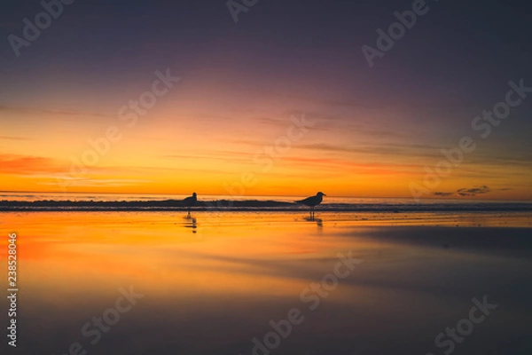 Fototapeta Birds at Cable Beach