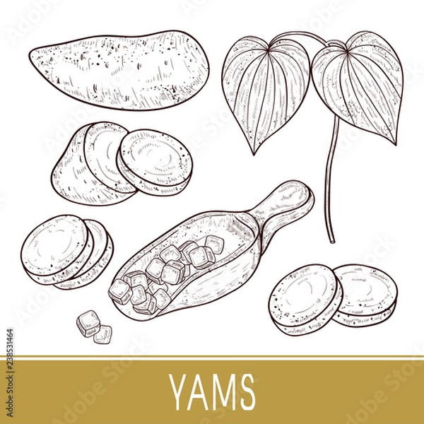 Fototapeta Yams. Tuber, spoon, cube, sheet. Vegetable. Set. Sketch. Monophonic.