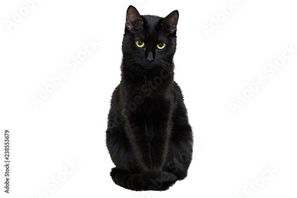 Fototapeta A black cat on a white background looks directly into the camera with a confident look.