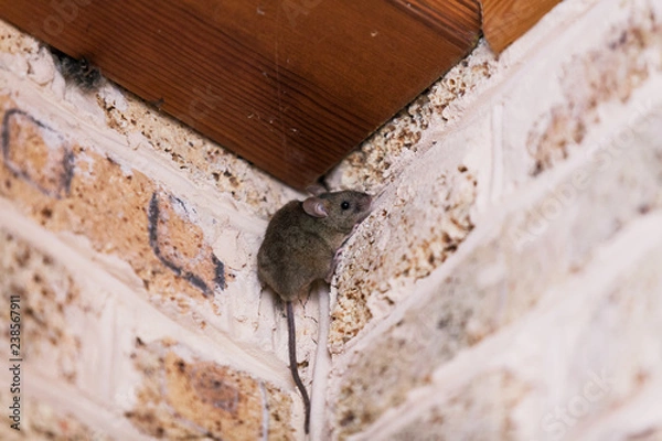 Obraz Little gray mouse sits top corner