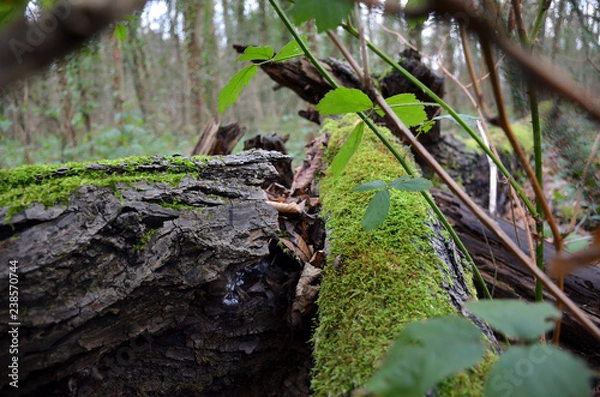 Obraz Dead Trunk Tree In The Forest