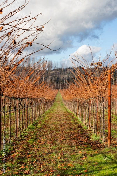 Obraz Row of Grapevines in Autumn