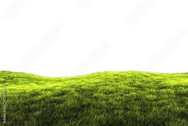 Obraz Grass on white background