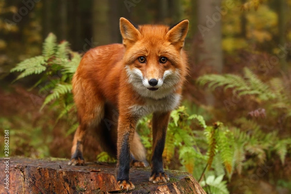 Fototapeta Fox in the autumn forest.