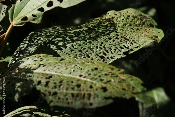 Fototapeta Leaves that bug happy