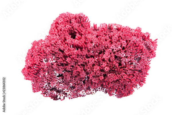 Obraz red coral