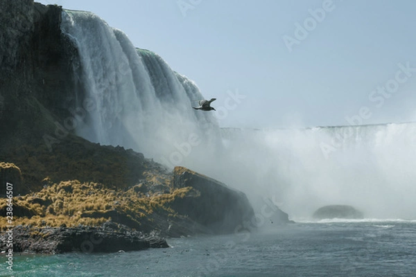 Obraz Ptak i Niagara
