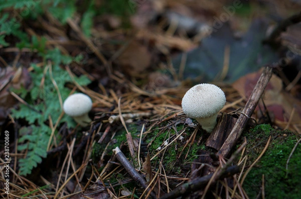 Fototapeta Forest mushroom