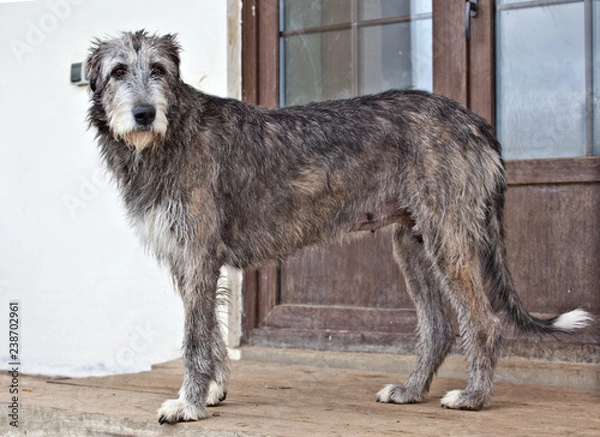 Fototapeta Dog breed  irish wolfhound  is standing near the door