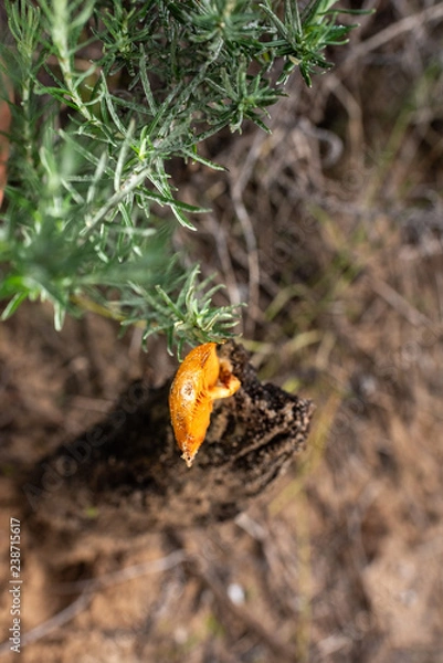 Fototapeta solitary fungus on top of a wet trunk, orange mushroom with nice cap.