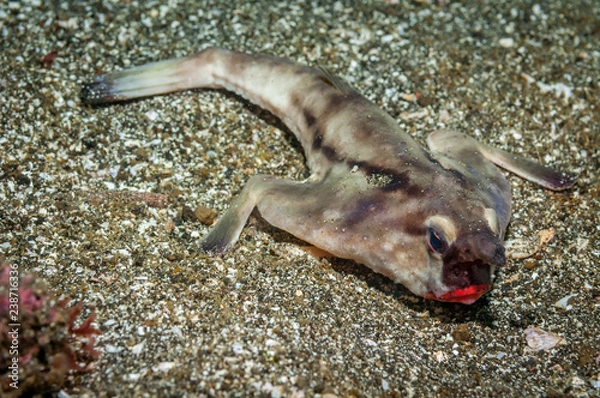 Fototapeta Red-lipped batfish