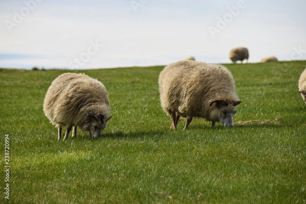 Fototapeta słynna islandzka owca