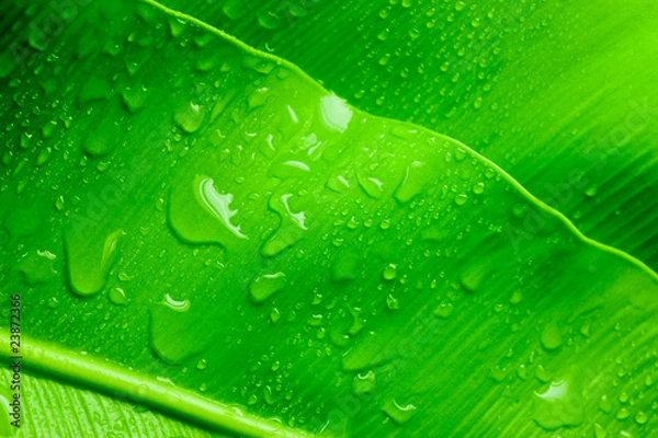 Obraz 水滴のついた緑の葉