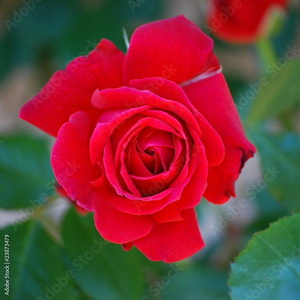 Obraz rose rouge