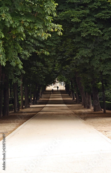 Fototapeta Way in the park