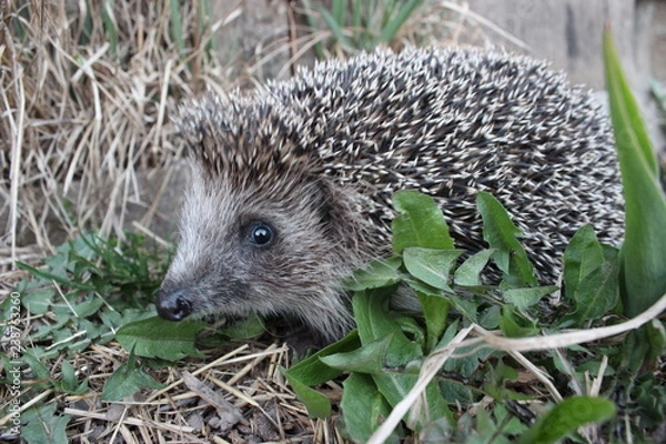 Obraz Ёжик