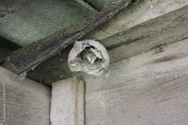 Obraz Гнездо осы