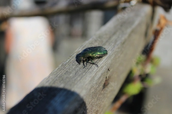 Obraz Бронзовка