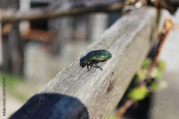 Obraz Бронзовка