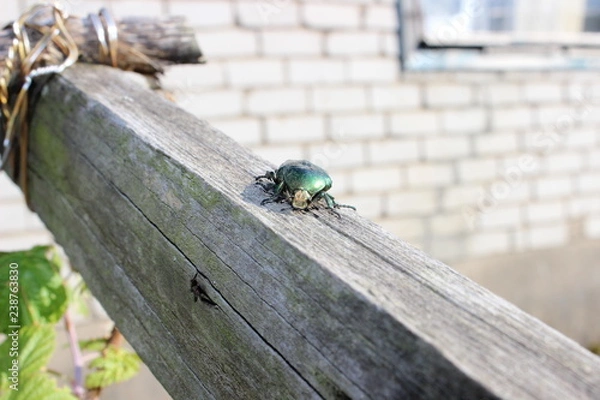 Obraz Бронзовка