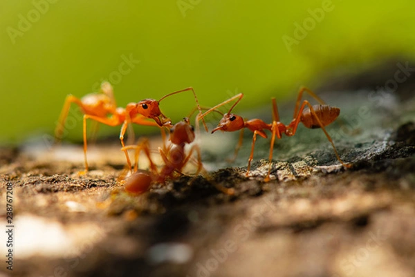 Obraz ants,red ants  teamwork.