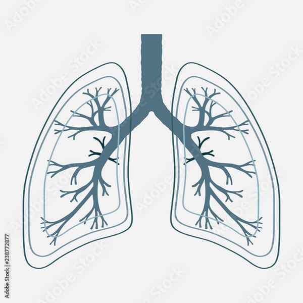 Obraz Human Lung anatomy illustration . Illness respiratory cancer gra