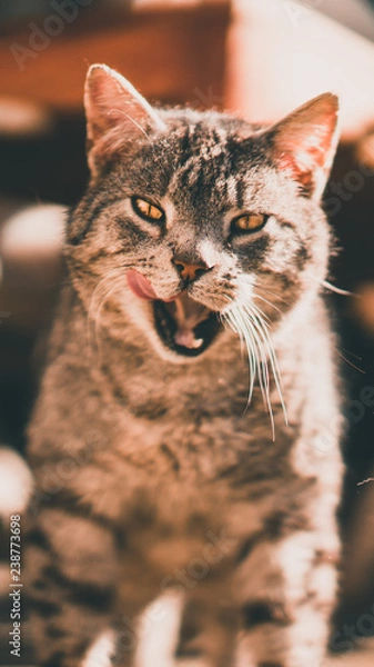 Fototapeta Cat licking teeth