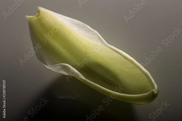 Obraz Delicate green