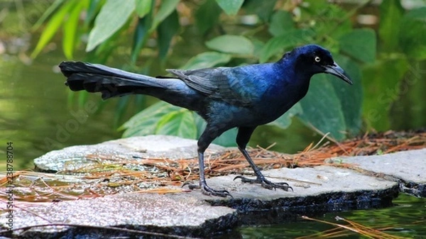 Fototapeta Blue bird