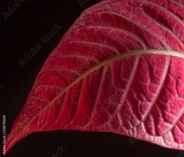 Obraz Red leaf