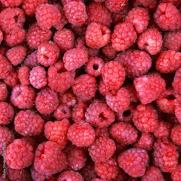 Obraz raspberry background