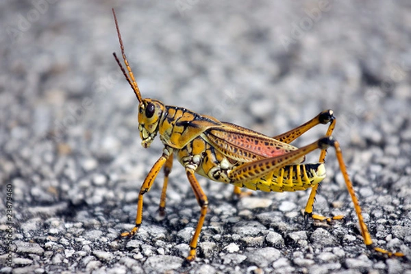 Obraz Heuschrecke