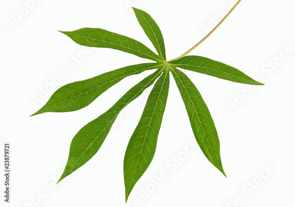 Fototapeta cassava leaf