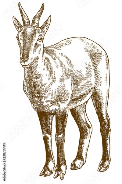 Obraz grawerowanie ilustracji chińskiego górala