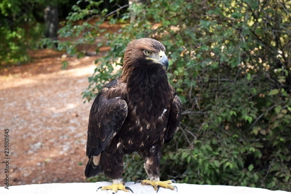 Obraz bald eagle