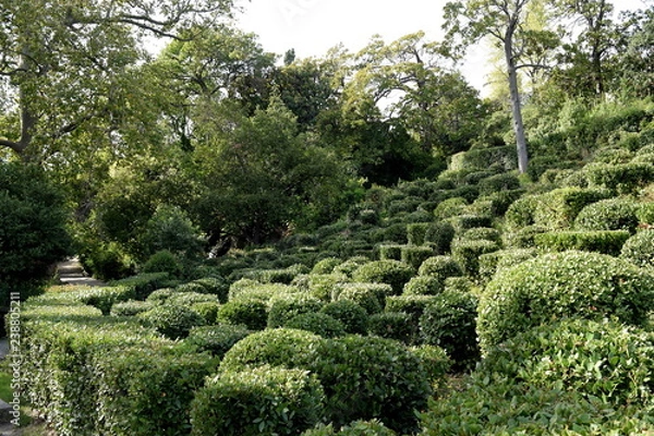 Obraz Laurel plantations