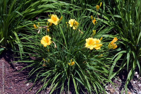 Obraz Hemerocallis Stella De Oro - Hemerocalle