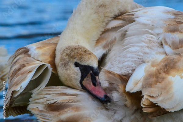 Obraz Swans on the lake