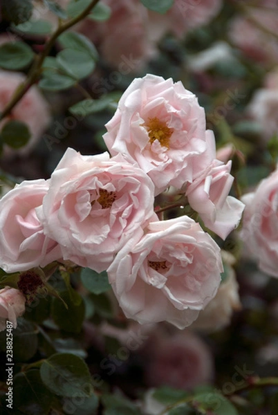 Obraz Rosa New Dawn - Rosier