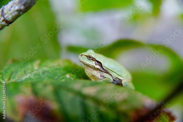 Obraz アマガエル