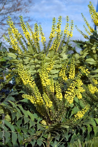Obraz Mahonia Winter Sun