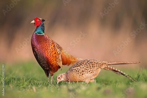 Fototapeta Male common pheasants, phasianus colchicus, displaying in front of female in spring mating season isolated on blurred background during golden hour with vivid contrast bright colors detailed close up.