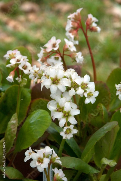 Obraz Bergenia Bressingham White